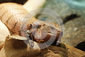 Tanimbar blue-tongued skink, a subspecies of Tiliqua scincoides, is also found on several small Indonesian islands between