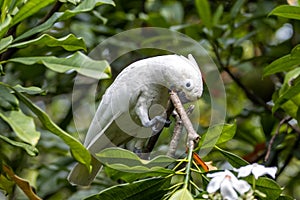 Tanimbar corella, Cacatua goffiniana