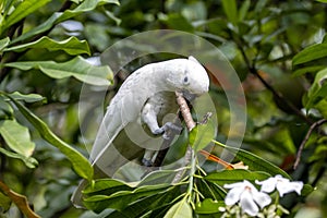 Tanimbar corella, Cacatua goffiniana