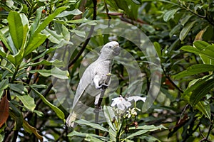 Tanimbar corella, Cacatua goffiniana