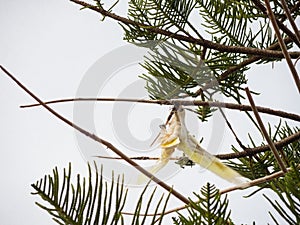 Tanimbar corella, Cockatoo bird, it got tangled in some string, in its blind panic and thrashing around tied itself on tree.