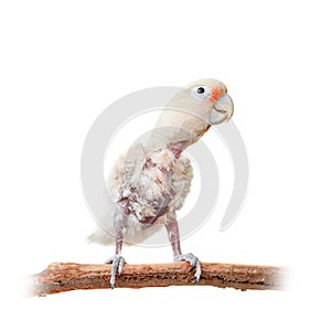 Tanimbar corella or Goffin's cockatoo on white