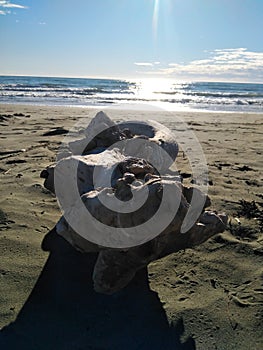 Taniwha on the beach