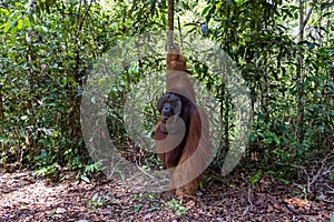 Tanjung Puting National Park, Borneo, Indonesia: the Alpha Male Orangutan during the feeding