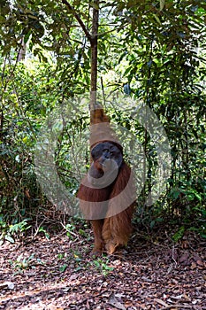 Tanjung Puting National Park, Borneo, Indonesia: the Alpha Male Orangutan during the feeding