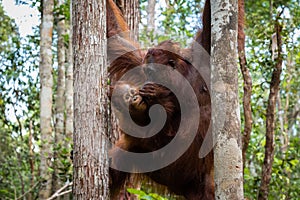 Tanjung Puting National Park, Borneo, Indonesia: a baby orangutan and his mother during the afternoon feeding at Camp Leakey,