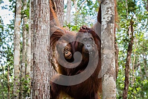 Tanjung Puting National Park, Borneo, Indonesia: a baby orangutan and his mother during the afternoon feeding at Camp Leakey