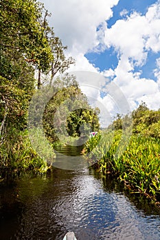 Tanjung Puting National Park, Borneo, Indonesia: the water of the river near Camp Leakey are of deep black color