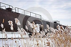 Tank Cars Behind Frost Covered Cattails