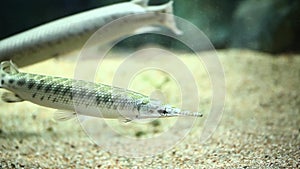 Tank pike fish swimming in aquarium water. Lepisosteus oculatus