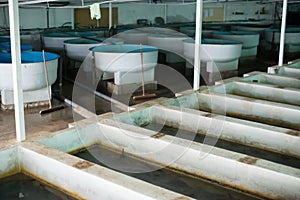 Tanks and incubators on fish farm photo