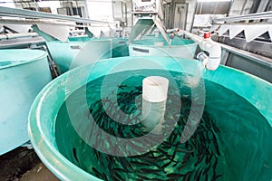 Tanks inside of a fish hatchery breed tiny Rainbow Trout to stock in nearby lakes