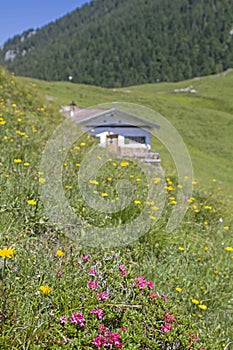 Tanneralm in the Benediktenwand area