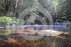 Tannin river in Maliau Basin.