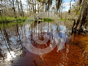 Tannin stained water of Fisheating Creek, Florida.