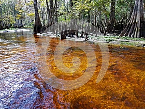 Tannin stained water of Fisheating Creek, Florida.