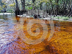 Tannin stained water of Fisheating Creek, Florida.