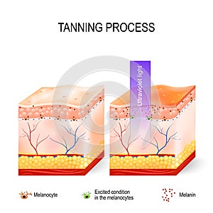Tanning process. Melanin and melanocytes