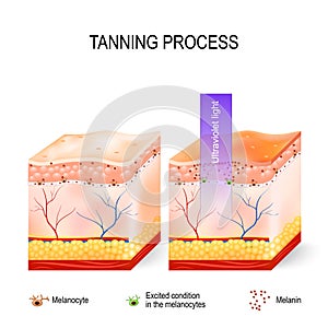 Tanning process. Melanin and melanocytes photo