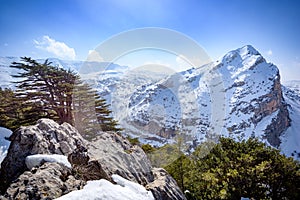 Tannourine ancient cedar forest and Mount Lebanon