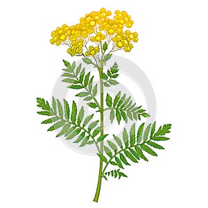 Branch of outline medicinal Tansy Tanacetum vulgare flower with buds and leaves isolated on white background. photo