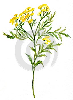 Tansy photo