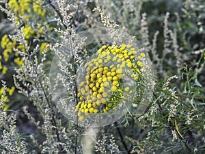 Tansy blooming between common mugworts