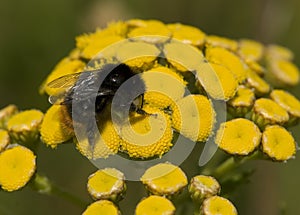 Tansy, Boerenwormkruid, Tanacetum vulgare