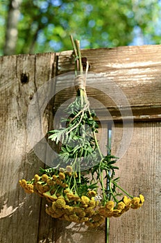 Tansy, a bunch of herbs, medicinal plants, harvesting plants