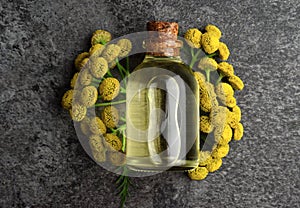 Tansy cow bitter fresh herb natural oil