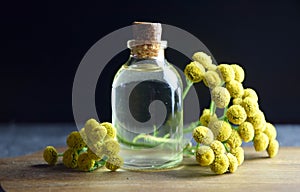 Tansy cow bitter fresh herb natural oil