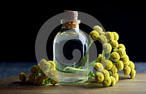 Tansy cow bitter fresh herb natural oil