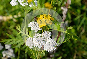 Tansy flower and bee closeup.