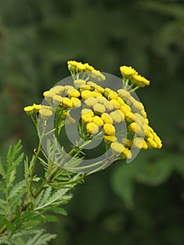 Tansy