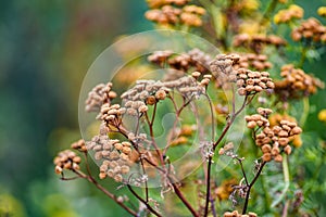 Tansy in the garden dried in the summer sun.