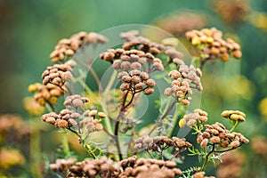 Tansy in the garden dried in the summer sun.