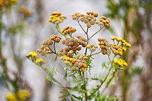 Tansy in the garden dried in the summer sun.