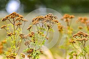 Tansy in the garden dried in the summer sun.