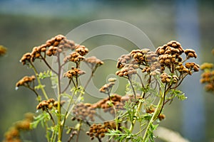 Tansy in the garden dried in the summer sun.