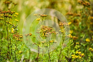 Tansy in the garden dried in the summer sun.