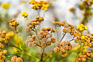 Tansy in the garden dried in the summer sun.