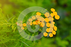 Tansy is a genus of perennial herbaceous plants and shrubs. Effective as an antipyretic, hemostatic, diaphoretic, antifebrile