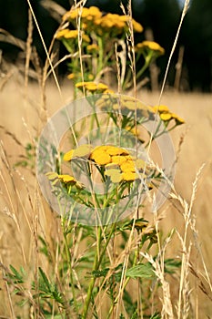 Tansy growing in a wild meadow.