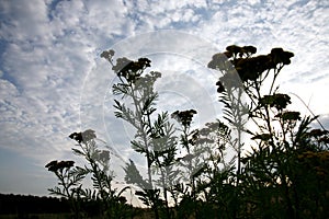 Tansy growing in a wild meadow.