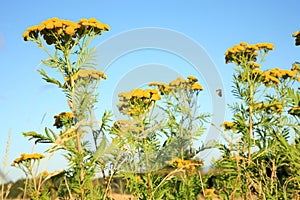 Tansy growing in a wild meadow.