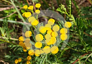 Tansy lat. Tanacetum yellow flower close up