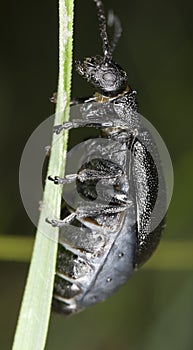 Tansy leaf beetle (Galeruca tanaceti)