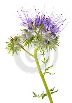 Tansy leaf phacelia