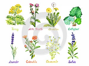 Tansy, milk thistle, dandelion, coltsfoot, lavender, calendula, chamomile and salvia, medical wild flowers collection, isolated