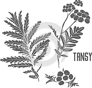 Tansy officinalis vector illustration